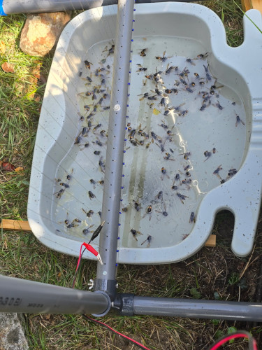 harpe électrique anti frelon asiatique