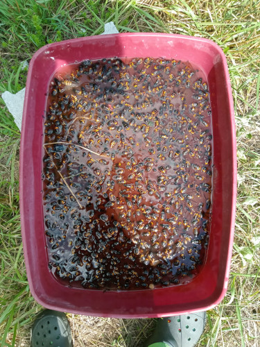 harpe électrique anti frelon asiatique