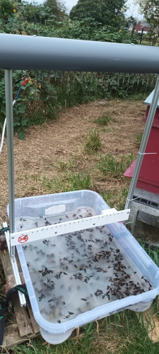 harpe électrique anti frelon asiatique